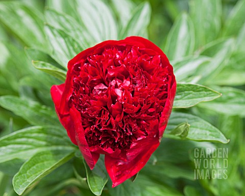 PAEONIA_RED_CHARM