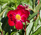 PAEONIA LACTIFOLIA ASA GRAY