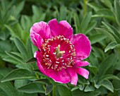 PAEONIA OFFICINALIS ANEMONIFLORA ROSEA