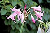 CRINUM MOOREI