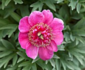 PAEONIA OFFICINALIS ANEMONIFLORA ROSEA