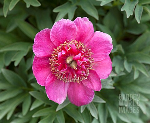 PAEONIA_OFFICINALIS_ANEMONIFLORA_ROSEA