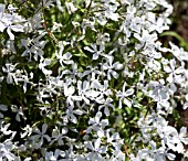 PHLOX DIVARICA MAY BREEZE