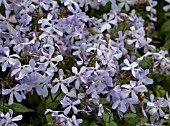 PHLOX DIVARICATA BLUE DREAMS