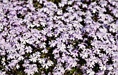 PHLOX SUBULATA EMERALD CUSHION BLUE