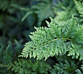 POLYPODIUM VULGARE CORNUBIENSE