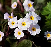 PRIMULA GARRYARDE GUINEVERE