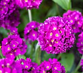 PRIMULA DENTICULATA DEEP PURPLE