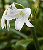 CRINUM X POWELLII ALBUM