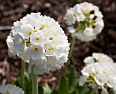 PRIMULA DENTICULATA VAR. ALBA