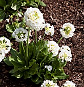 PRIMULA DENTICULATA VAR. ALBA