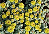 RHODIOLA ROSEA