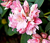 RHODODENDRON BAMBINO