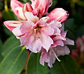 RHODODENDRON BAMBINO