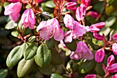 RHODODENDRON BOW BELLS
