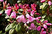 RHODODENDRON BOW BELLS