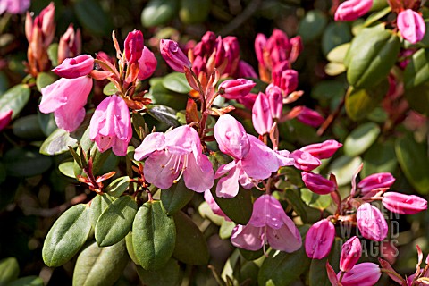 RHODODENDRON_BOW_BELLS