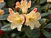 RHODODENDRON NANCY EVANS