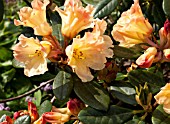 RHODODENDRON NANCY EVANS