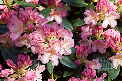 RHODODENDRON_PERCY_WISEMAN_AGM