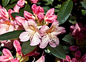 RHODODENDRON PERCY WISEMAN AGM