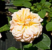 ROSA ALCHYMIST