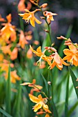 CROCOSMIA STAR OF THE EAST