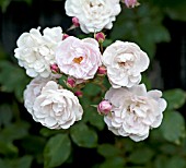 ROSA BLUSH NOISETTE