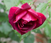 ROSA ETOILE DE HOLLANDE