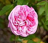 ROSA GERTRUDE JEKYLL