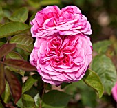 ROSA GERTRUDE JEKYLL