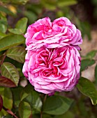 ROSA QUEEN OF DENMARK