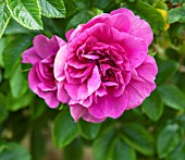 ROSA ROSERAIE DE LHAY