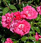 ROSA PINK FLOWER CARPET