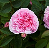 ROSA QUEEN OF DENMARK