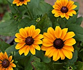 RUDBECKIA TOTO