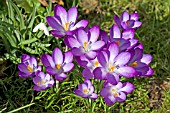 CROCUSES