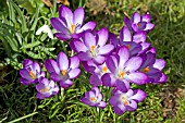 CROCUSES