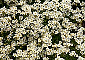 SAXIFRAGA PEARLY KING