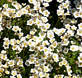 SAXIFRAGA PEARLY KING