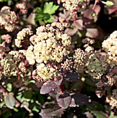 SEDUM HIAWATHA