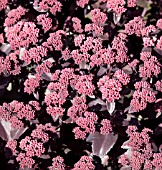 SEDUM TELEPHIUM XENOX