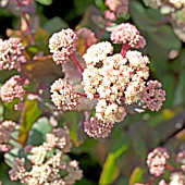 SEDUM HIAWATHA