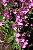 SILENE DIOICA MINIKIN