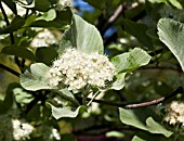 SORBUS ARIA LUTESCENS