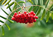 SORBUS AUCUPARIA BERRIES