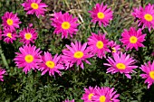 TANACETUM COCCINEUM BRENDA