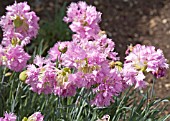 DIANTHUS LACED PINK MRS SINKINS