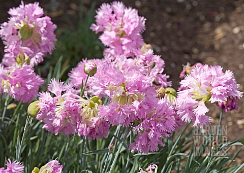 DIANTHUS_LACED_PINK_MRS_SINKINS