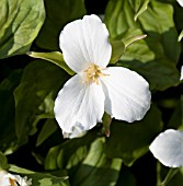 TRILLIUM GRANDIFLORUM